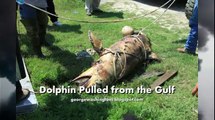 BP Oil Spill Responsible for Death of Thousands of Animals