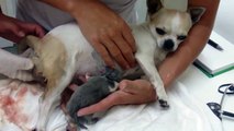 Chihuahua gives birth to a beautiful Puppy Boy