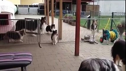 İsim Sırasına Göre Yemek Yiyen Köpekler