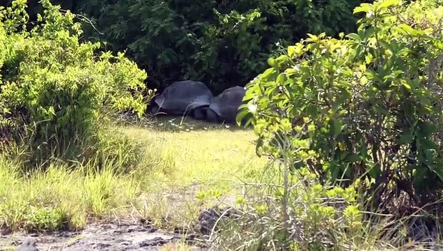 Rencontre avec une tortue des Seychelles vielle de ... 183 ans !