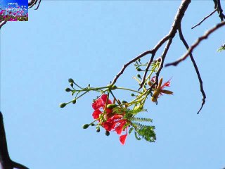 ABAR KENO AGER MATO MANABENDRA MUKHOPADHYAY