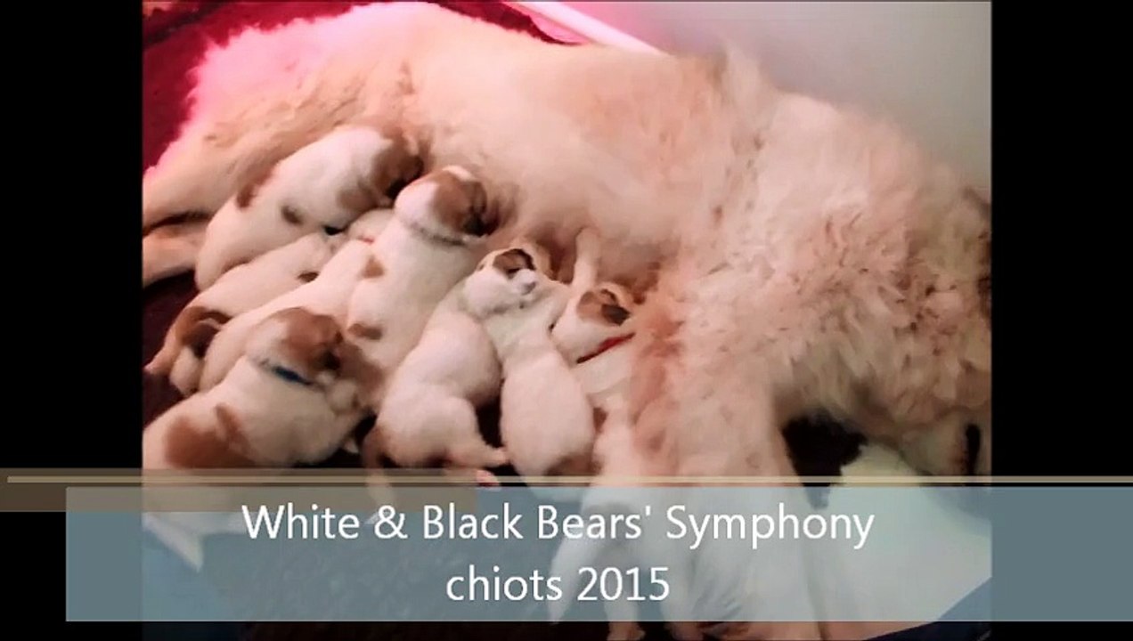 Chiots montagne des pyrénées 2 semaines