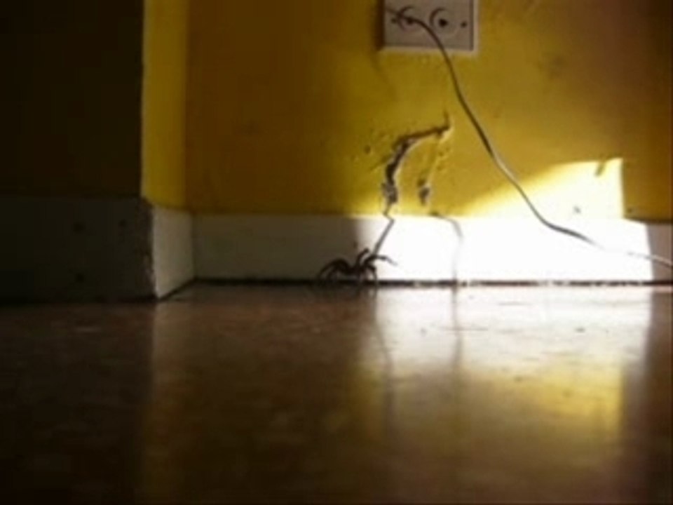 Spider Mygale Costa Rica