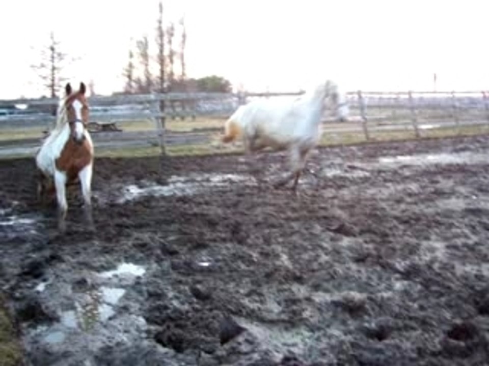 Mes juments se défoulent