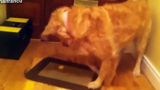 BEST FUNNY ANIMALS TRY NOT TO LAUGH