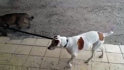 Cat Walks Dog Home - Funny Videos