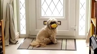 Dog Loves Mail Time - Funny Videos
