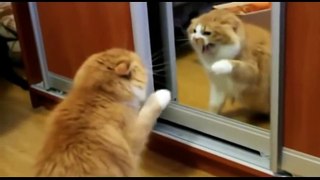 Funny Angry Cats Compilation 2015