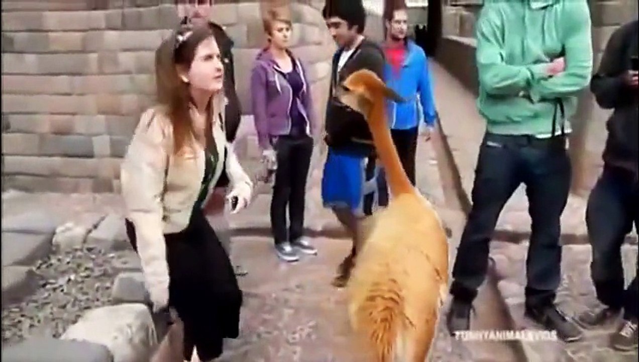 Ultimate funny animals compilation Real Deal Vines 2014