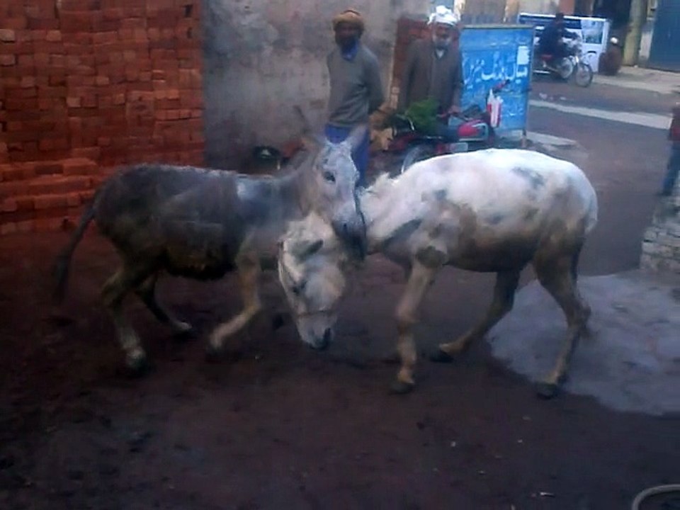 Dhonkey Fight
