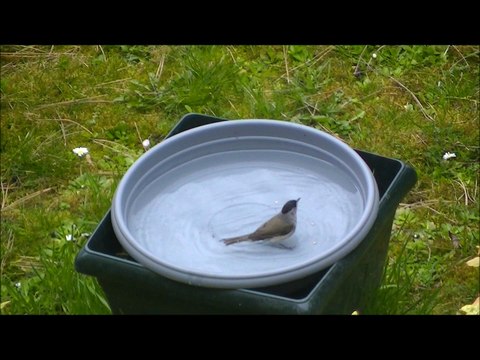 Fauvette à tête noire