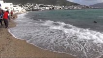 Bodrum Sahilinde Ölü Caretta Caretta Bulundu
