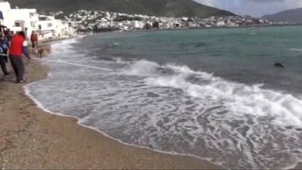 Bodrum Sahilinde Ölü Caretta Caretta Bulundu
