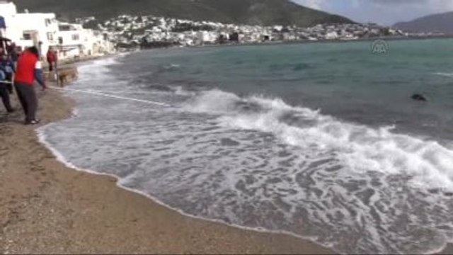Bodrum Sahilinde Ölü Caretta Caretta Bulundu