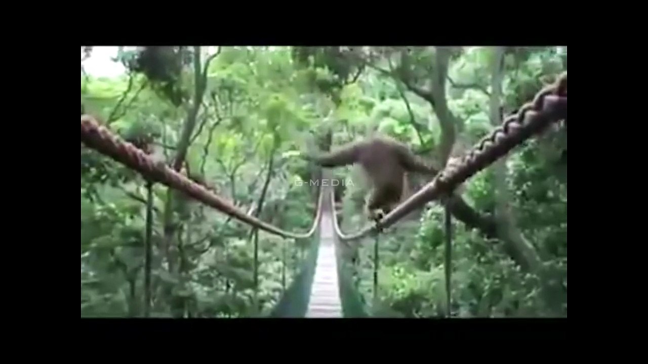 Drunken Monkey - Is The Gibbon Drunk?