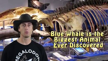 BIGGEST Animal EVER Recorded in the Ocean Depths