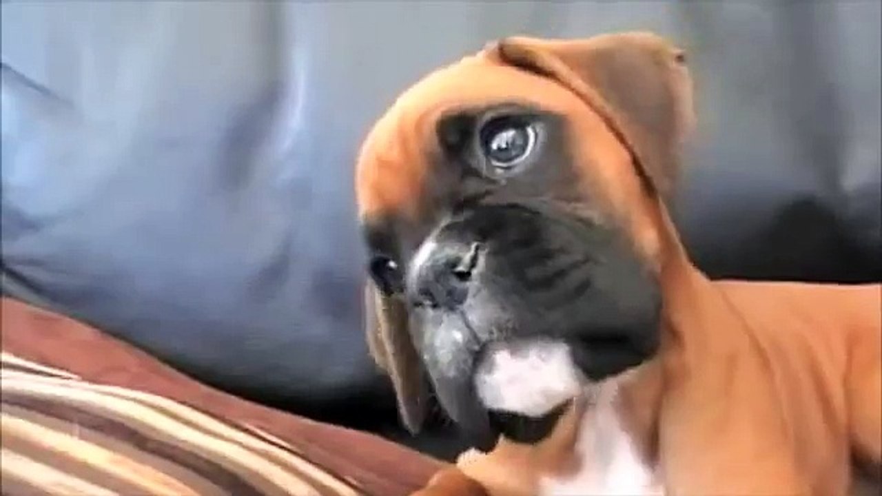 He Puts Mom On Speakerphone - The Reaction Of The Dog Is Super Adorable