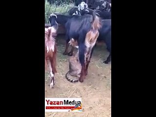 uyanık kediye bak hele!