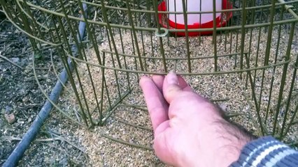 Demostrando la efectividad de la Jaula trampa para palomas, tortolas y otras aves