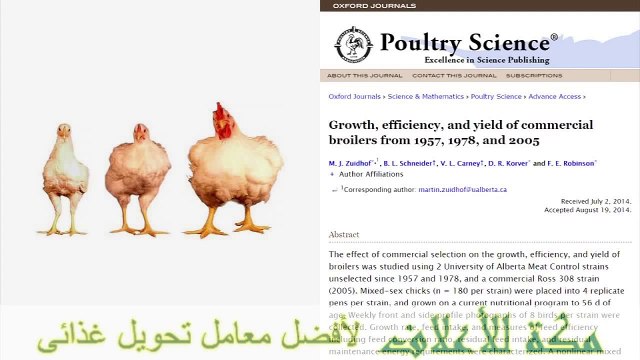 تطور صناعة الدواجن عبر السنين - مكة هاى فيد‬