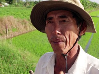 Le Vietnam dope sa production de riz mais aussi ses problèmes environnementaux