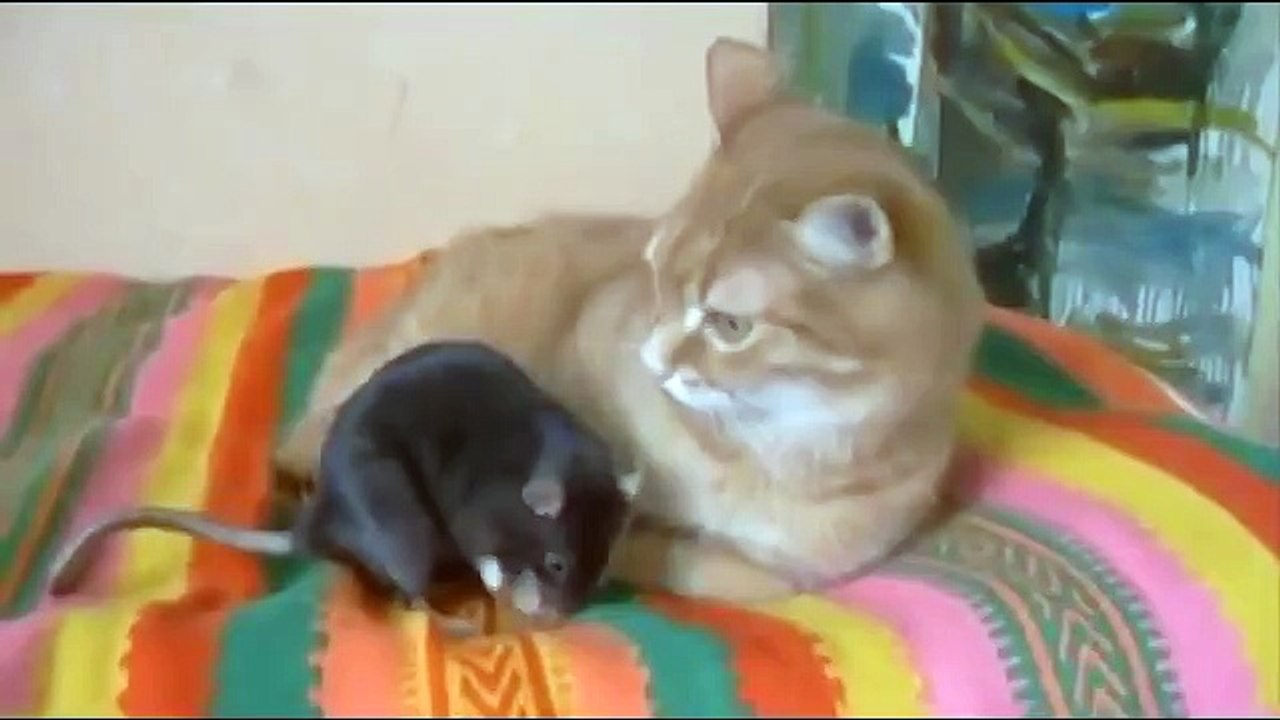 Неправильный кот