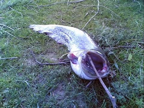 Yayın Balığı Avı Rekor Avlar