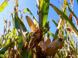 KWS - hibrid kukuruza Krebs_392_12.03.2015.