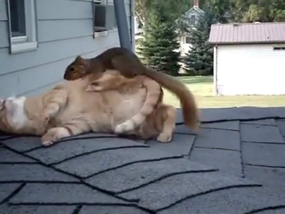 Cat and Squirrel Playing