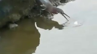 Naughty Bird's Fish hunting technique