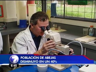 La población de abejas, vitales para el ecosistema, ha disminuido un 40%