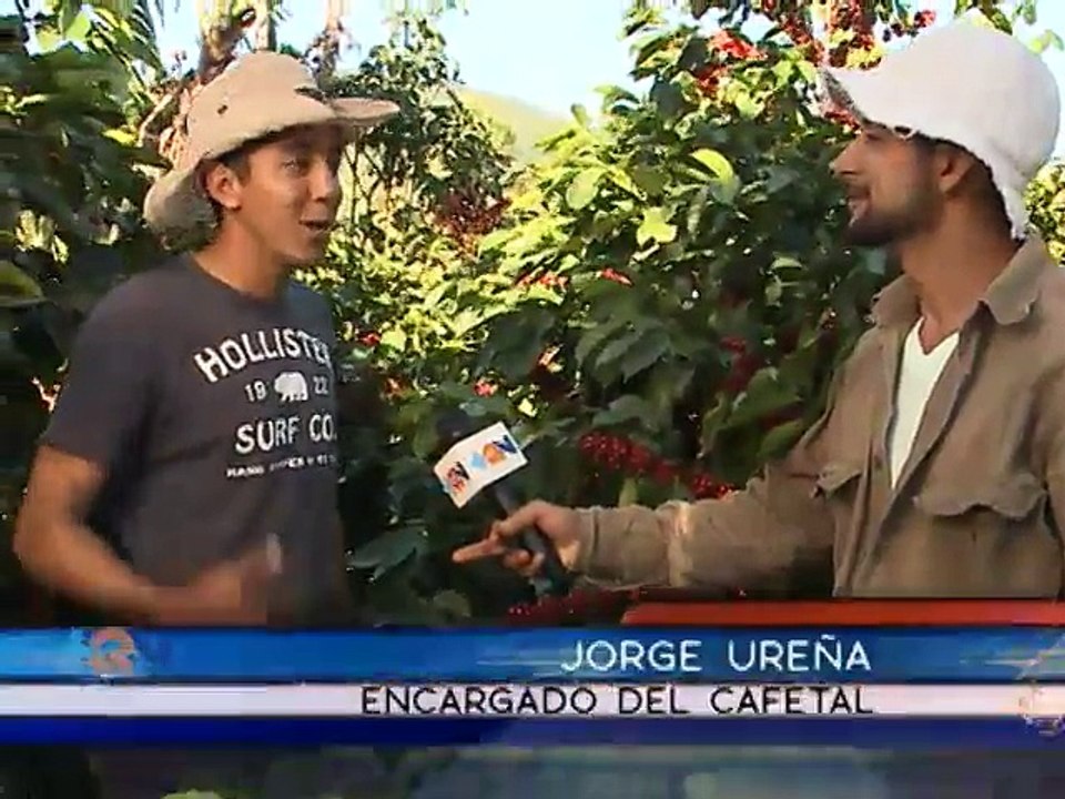 Viva desde el corazón de una finca el trabajo de los recolectores de café