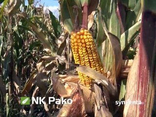 Syngenta – Poljoprivrednici preporučuju: ”Probaj NK Pako i nećeš se razočarati!”_393_28.03.201