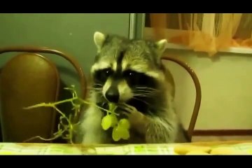 Funny videos compilation - funny animal videos clips - Top funny videos compilation #8