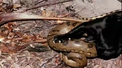 Anaconda vs Jaguar -Animal Video -