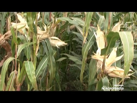 Institut za kukuruz Zemun polje predstavlja hibride specifičnih osobina_393_28.03.2015.