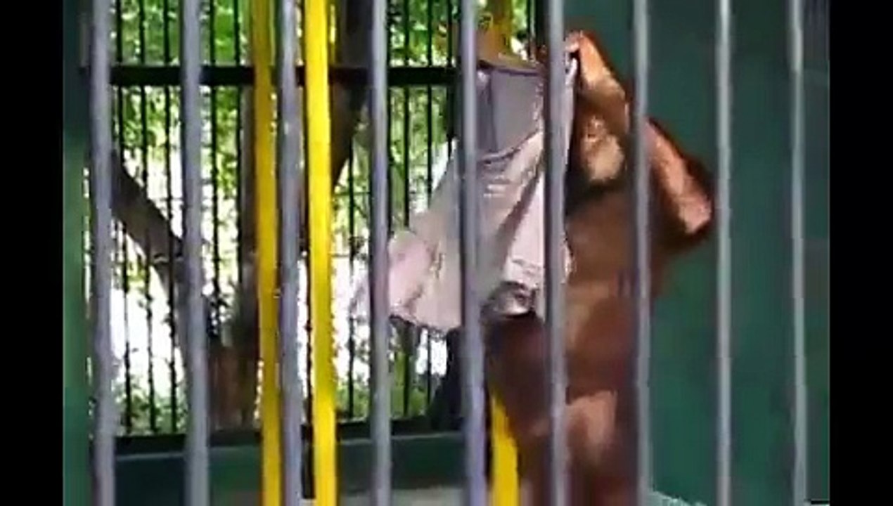 Amazing, Play With Monkey