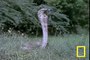 Cobra vs. Mongoose - Animal Fighting Video -