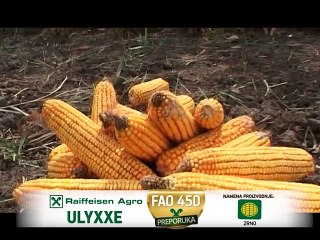 Raiffeisen Agro – Ulyxxe ­ hibrid rekordnih prihoda_393_28.03.2015.