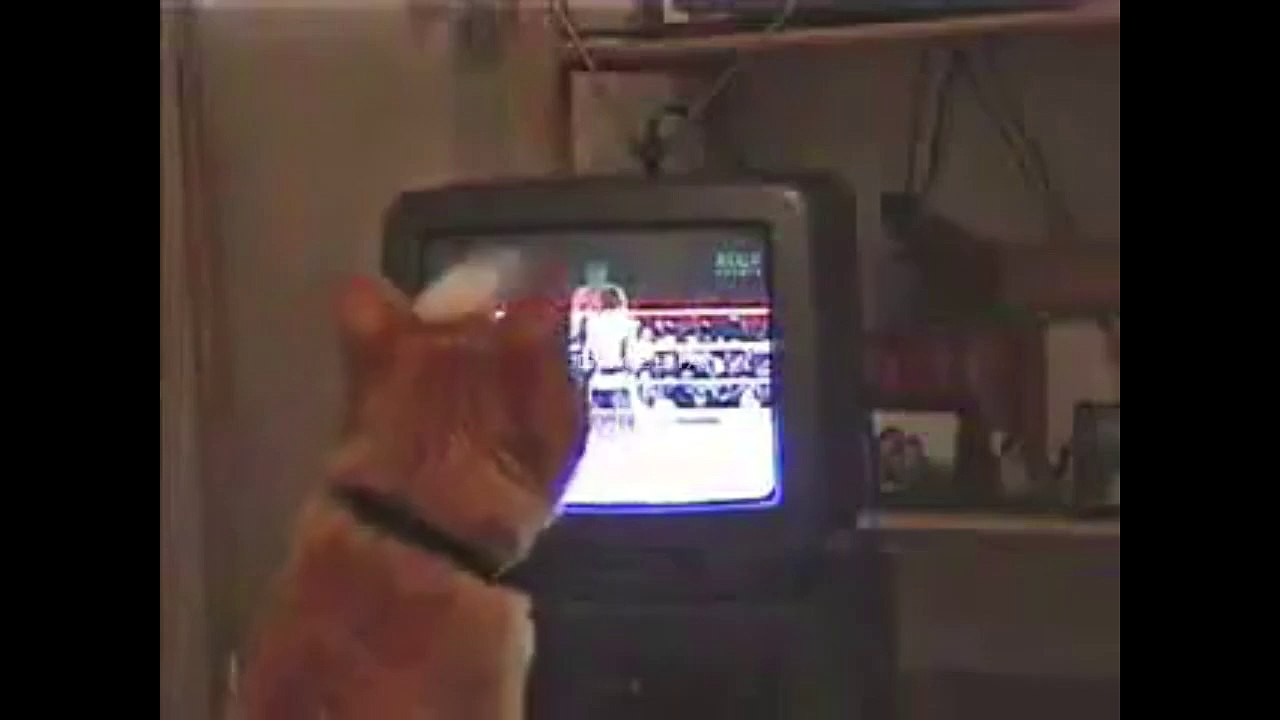 Boxing Cat Self Training