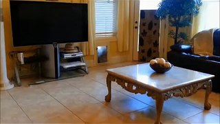 Silly Hide And Seek - Funny Pranks Funny Dog - Funniest Video Funny