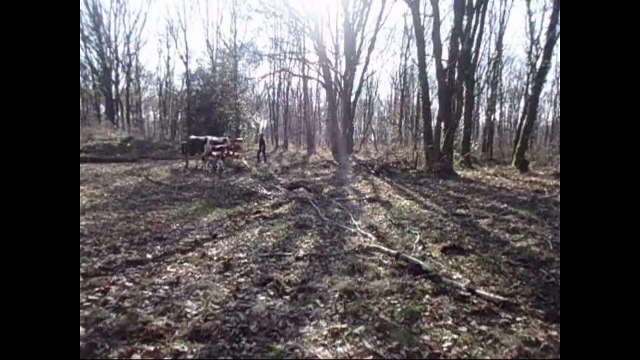 Débardage avec deux boeufs Vosgiens chantier école CFPPA Montmorillon 2015
