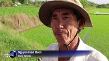 Vietnam rice boom piles pressure on farmers and the environment