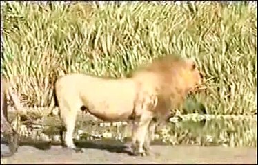 2 Male Lions Attack and Kill - Animal Fighting -