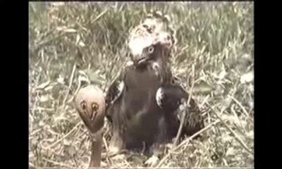 Cobra vs Eagle Dangerous Video - Animal Fighting -