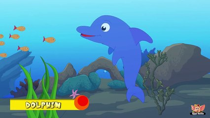 Animal Facts in Hindi - Dolphin