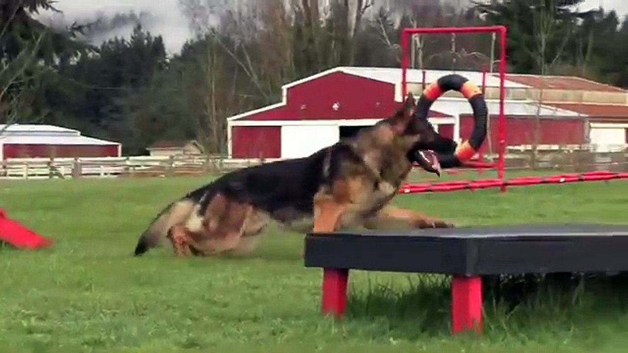 Obedience IPO Trained Versatility German Shepherd