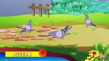 Animal Facts in Hindi - Pigeon