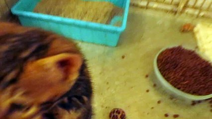 chaton bengal marbled