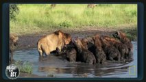 The Surrender - Male Lion VS Hyenas - National Geographic Channel